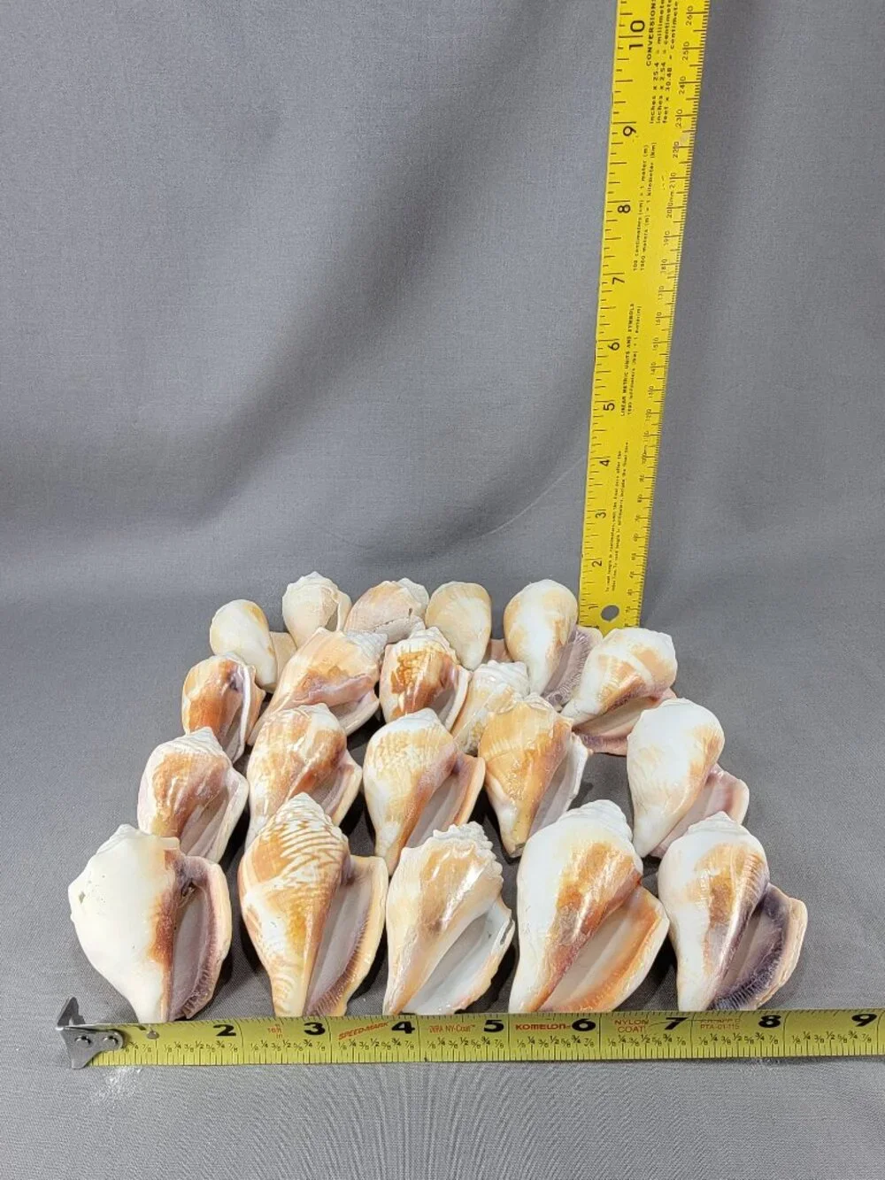 Conch Shell Seashell Lot of 20 Nautical Beach Ocean Decor Crafts